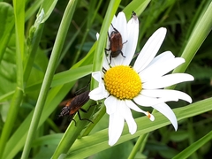 Phyllopertha horticola