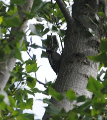 Dendrocopos major