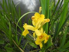 Iris pseudacorus
