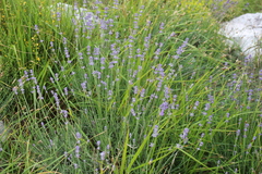 Lavandula angustifolia