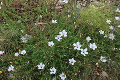 Linum tenuifolium
