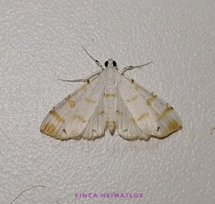 Pycnarmon