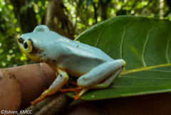 Heterixalus madagascariensis