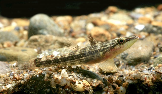 Ambon Gudgeon