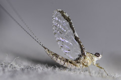 Callibaetis pretiosus