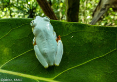 Heterixalus madagascariensis