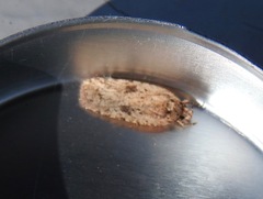 Agonopterix canadensis