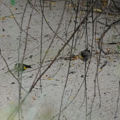 Carduelis carduelis