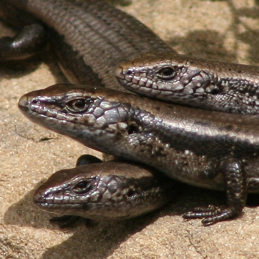 Coolskinks