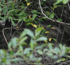 Carduelis carduelis