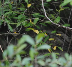Carduelis carduelis