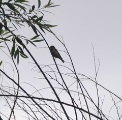 Carduelis carduelis