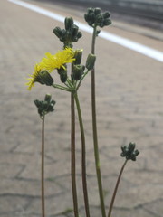 Pilosella piloselloides