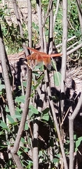 Libellula saturata