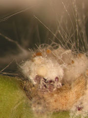 Dactylopius tomentosus