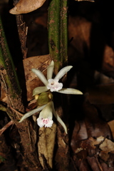 Palmorchis pubescens