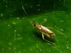 Campyloneura virgula