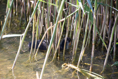 Fulica atra