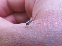 Ochlerotatus
