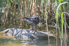Fulica atra