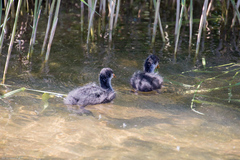 Fulica atra