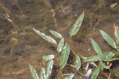 Persicaria amphibia