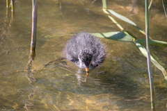 Fulica atra