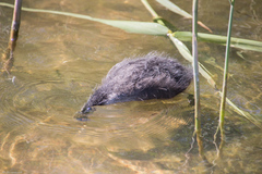 Fulica atra