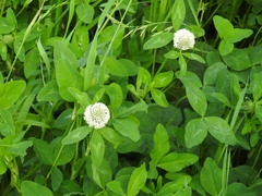 Trifolium pratense