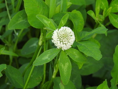 Trifolium pratense
