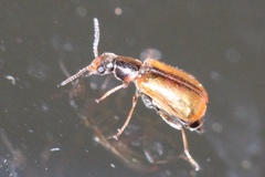 Attalus scincetus