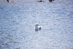 Larus argentatus