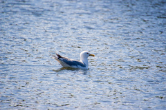 Larus argentatus