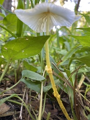 Leucocoprinus fragilissimus image