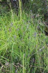 Lavandula angustifolia