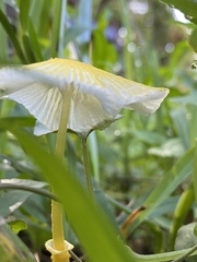 Leucocoprinus fragilissimus image