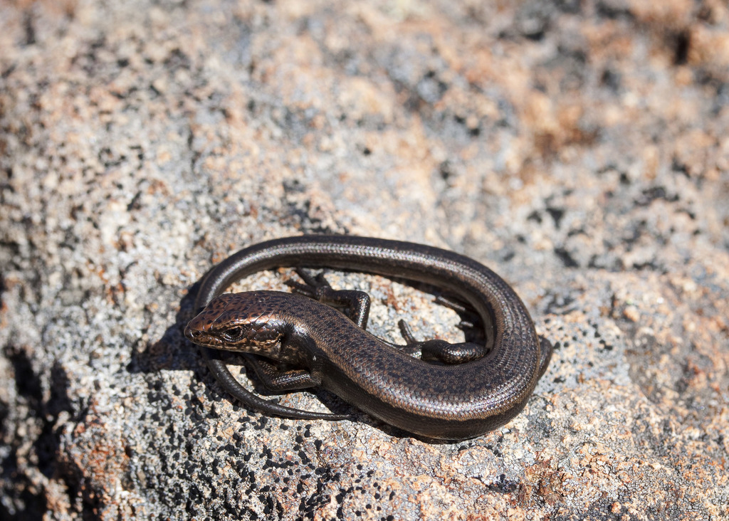 Boulder Cool-Skink
