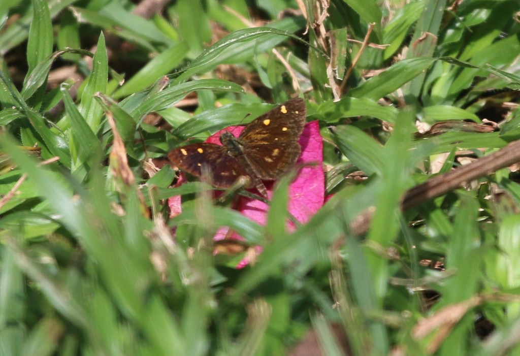 Four Spot Sylph