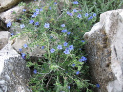 Glandora prostrata