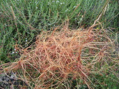 Cuscuta epithymum