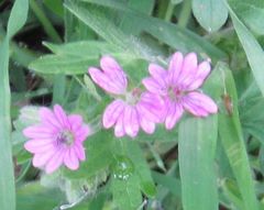Angiospermae