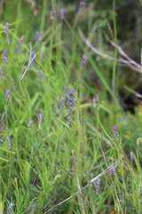 Lavandula angustifolia