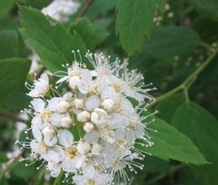 Angiospermae