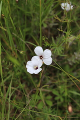 Linum tenuifolium