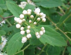 Angiospermae