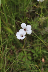 Linum tenuifolium