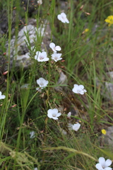 Linum tenuifolium