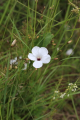 Linum tenuifolium