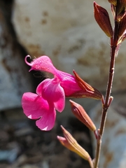 Salvia greggii