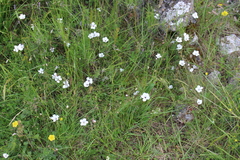 Linum tenuifolium